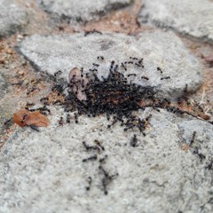 Kutwanana Ka Wusokoti (arr. E.Chissano)