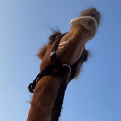 ‎⁨مسفر السندوانه - شان لـ صدام الجنيبي (حصرياً)  2024 (mp3)⁩.mp3