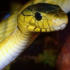 Snakes p.2 (Prod.Netuh)