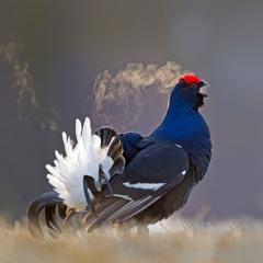 تلاوة حجازية للقارئ الشيخ محمد ايوب (رحمه الله ) سورة النحل