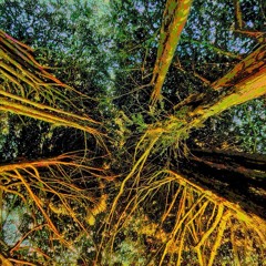 NEURONAL FOREST