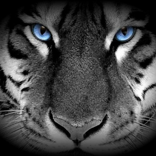Year of the Yang Water Tiger