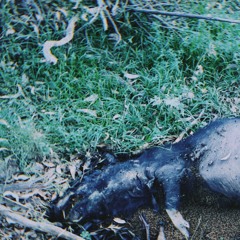 nation of sheep, led by pigs