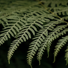 Norah jones - the long day is over // cover by Rhiannon Beth