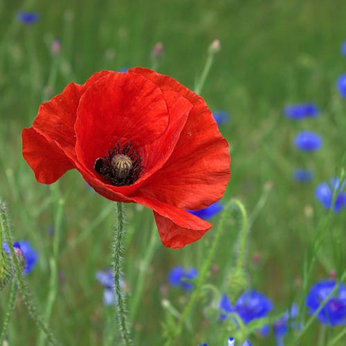 Blumenwiese Glücksgefühl