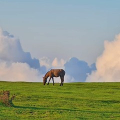 A Walk On The Meadow