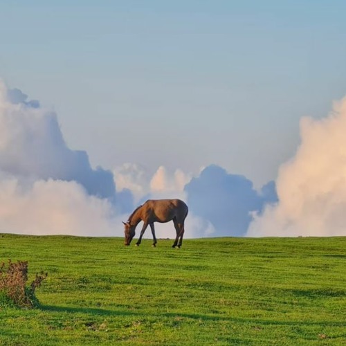 A Walk On The Meadow