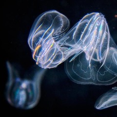 Comb Jellie's Call