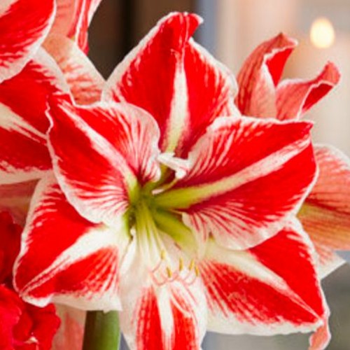 Amaryllis