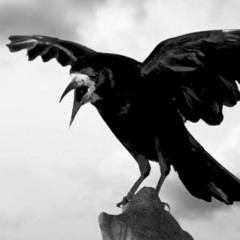Corvus Chorus