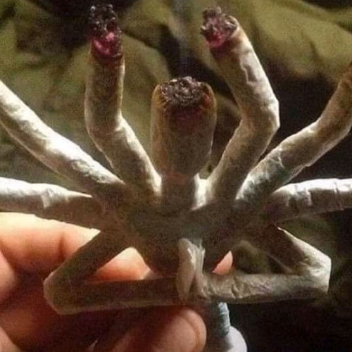 заперкал перк + казу