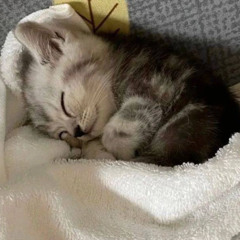 кот