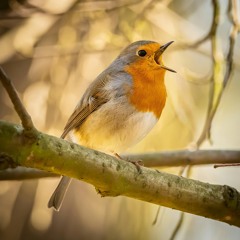 The soothing song of the European Robin