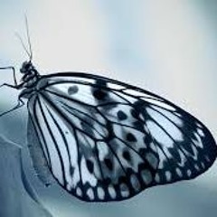 BUTTERFLY EFFECT
