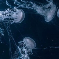 𝚟𝚎𝚗𝚞𝚜 𝚒𝚗 𝚝𝚑𝚎 𝚜𝚎𝚊 🫧🌊