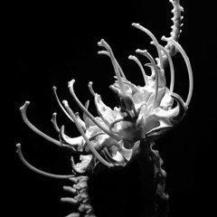 SFN.808 - NeoRex (FREEDL)