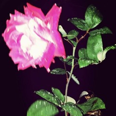 роза (prod by 888cole)