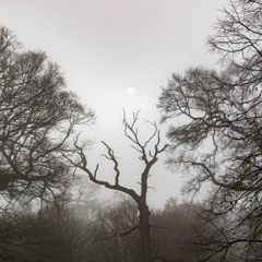 Hidden In The Mist
