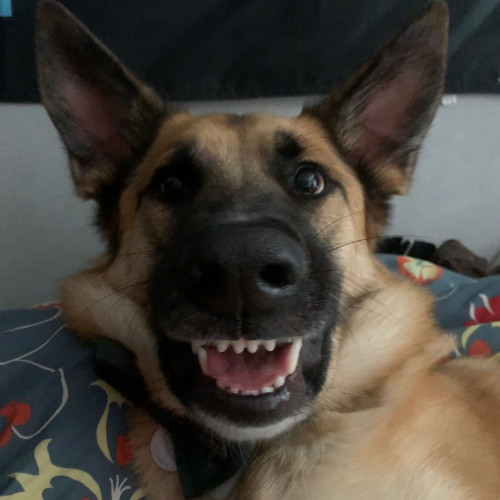 Groaning Thor