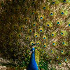 Oras - MT01 REC-2025-05-31