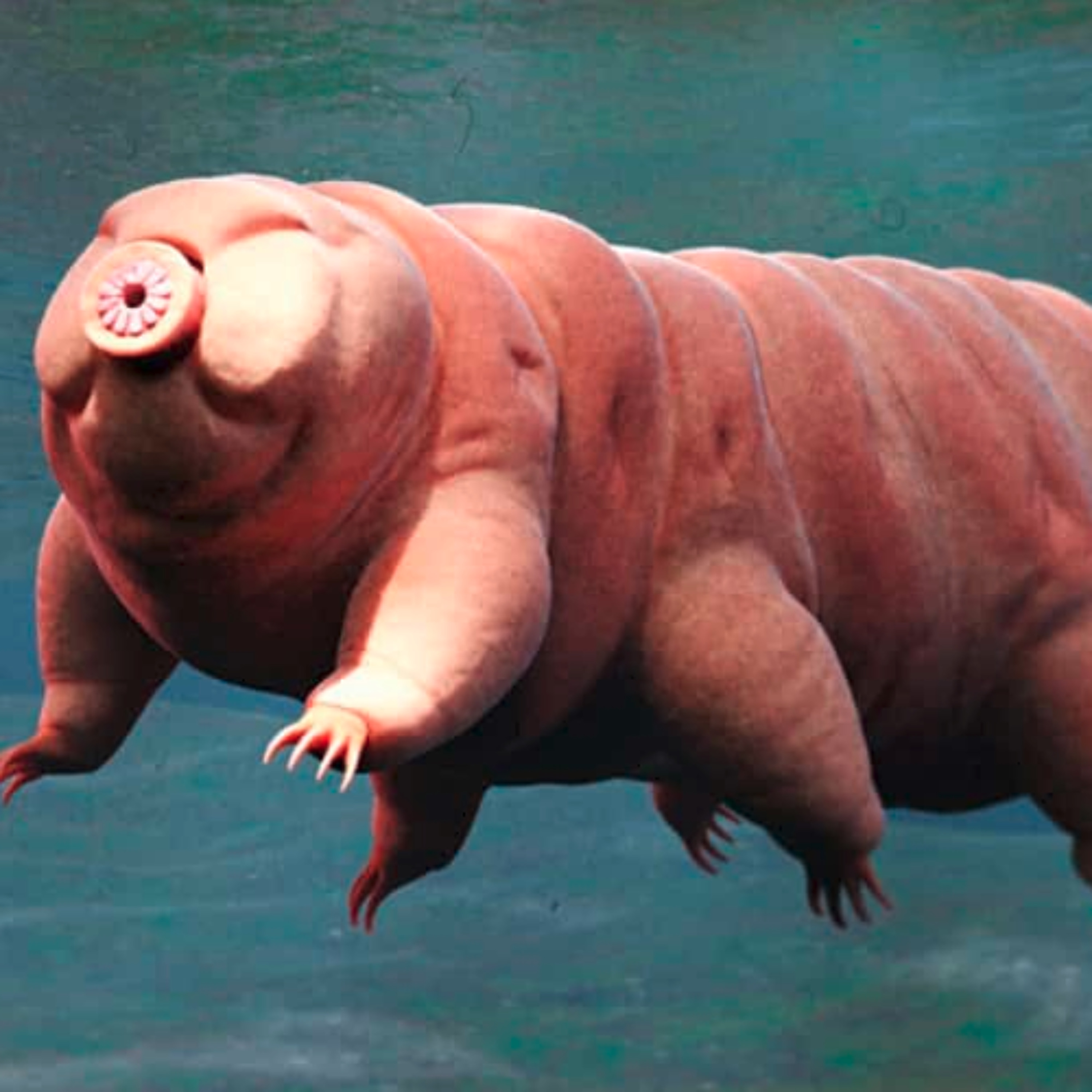CHRO25034 - Les Tardigrades