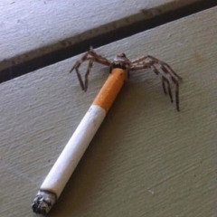 indo - ft. rubn011 (prod.pxnda)