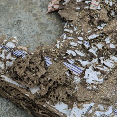 The Ultimate Guide To Preventing Drywood Termites