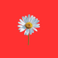 Sunday Bloom