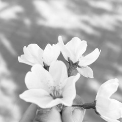 상사화 2018DEMO