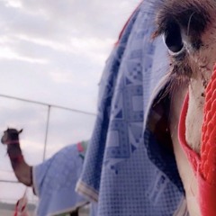 شيلة سهم ال حسن كلمات عمر ال حسن  اداء مسفر السندوانهحصريا.m4a