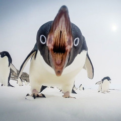 The Penguin Show (Episode 027)