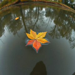 2025,  الخريف — موت صغير