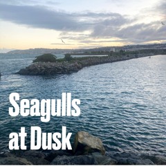 Red-Billed Gulls around the Otago Yacht Club