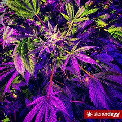 CHICHA TOUTE LA NIGHT 2022 - BDS Style - DKROW