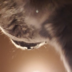 The Jedi Cat (Yoda)