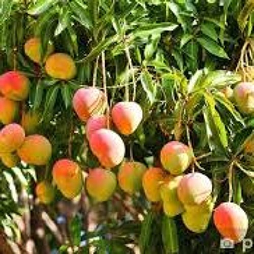 Argentiinalainen Mango