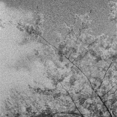disquiet0698_