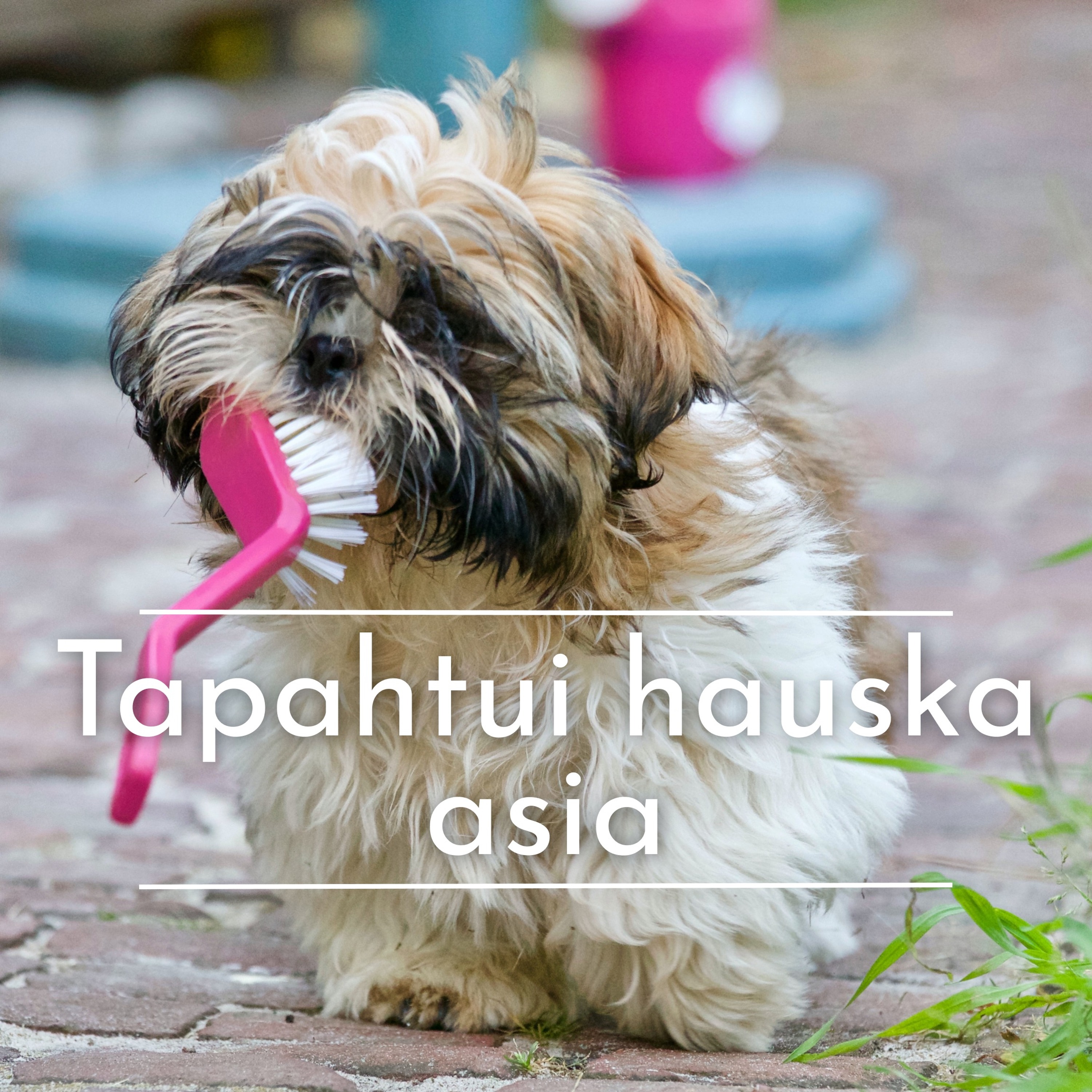 Tapahtui hauska asia