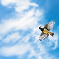 Little Bird (ft. Jay the Duke)