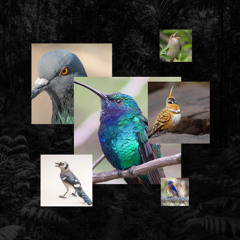 The birds and the watching