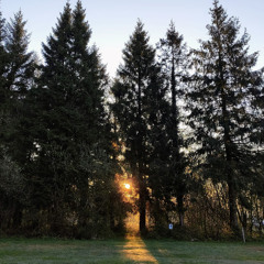Devon Camping Birdsong 11/04/2025 06:00