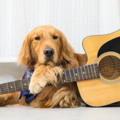 guitar song [me + flojy]