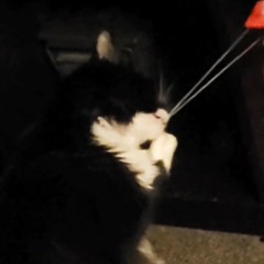 playing the rubber band w/ my cat (but she keeps getting distracted and licking herself 😔)