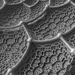 Evolving Fractals