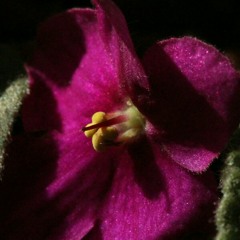 İntizardayım Yar Gel