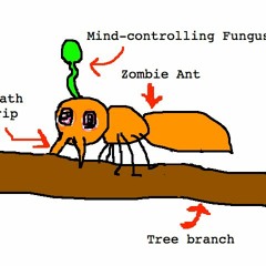 Certain Types Of Fungi, Can Control Insects After They Infect Them