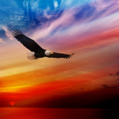 SoundsOfEnigma - Eagle Rises (NEW)