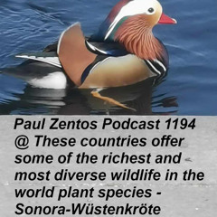 Paul Zentos Podcast 1194 @ These countries offer some of the richest and most diverse wildlife in the world plant species -  Sonora-Wüstenkröte ( Hermosillo ) 20 07 2025