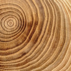 count the rings (adam linder cover)