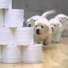 New Life (Pizzicato Strings)